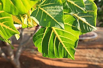 刚刚退出一个月 《致命躯壳》又重新加入XGP